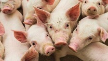 African Swine Fever: Over 5,000 Pigs Die In Mizoram