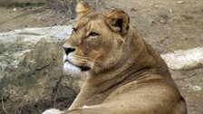 4 Lions In Chennai Zoo Diagnosed With Delta Variant Of Covid-19