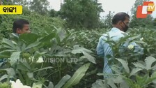 Covid Restrictions Leave Banki Vegetable Farmers In Lurch