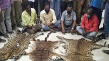 3 Leopard Skins Seized From Smuggling Syndicate In Kalahandi, 4 Held