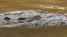 Gharial Hatchling Found In Fisherman’s Net In Odisha’s Cuttack