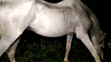 Ailing Horse Abandoned By Owner On Roadside In Odisha’s Ganjam