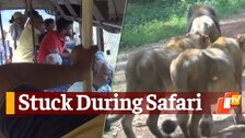 Bus Gets Stuck During Lion Safari In Odisha’s Nandankanan Zoo