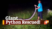 Giant Python Rescued!