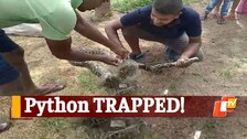Python In Malkangiri
