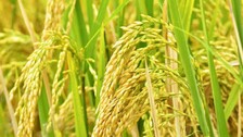 NRRI Cuttack Develops High-Nourished Paddy Variety 