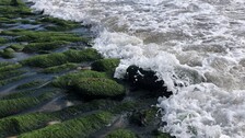 Seaweed Farming Will Help Boost Economy, Reduce Climate Impact