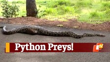 Giant Python, Python Swallows Goat