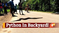 Python, Snake Spotted, Snake On Road, Chitrakonda