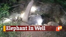 Elephant Gets Stuck In A Well In Odisha, Rescued