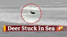 Deer Gets Stuck, Animal Videos, Viral Videos