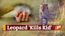 Leopard Attack, Animal Attack, Animal Human Conflict, Killed In Animal Attack