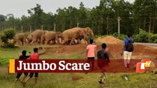 Elephant Menace