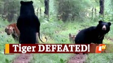 Tiger, Sloth Bear, Viral Video