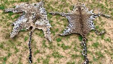 Leopard Skin Smuggling Bid Foiled By Odisha Crime Branch In Boudh, One Arrested