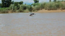 India To Undertake River Dolphins Census Every Three Years