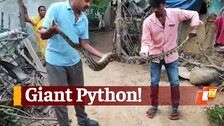 Giant Python In Snake Helpline Member's House In Malkangiri Rescued Safely