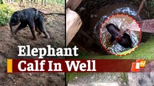 Rescued Elephant Calf 