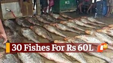 30 Fishes Sold For Rs 60 Lakh