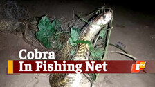 Snake In Fishing Net, Cobra Snake Rescued, 5 Feet Long Cobra