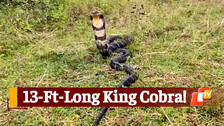 Snake Rescued