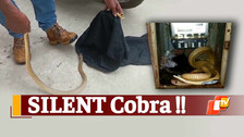 SILENT Cobra !!