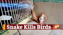 Snake Rescued, Snake Helpline, Bhubaneswar