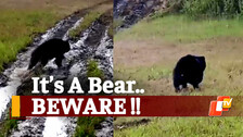 Wild Bear Triggers Panic In Odisha’s Nuapada