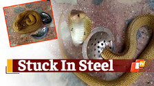 Snake Rescue