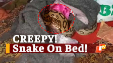 Snake Rescue, Russel Viper, Snake On Bed, Snake Helpline Members