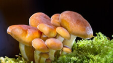 Scientists Exploring Medicinal Mushrooms, Chinese Herbs To Treat Covid