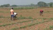 Potato Farmers Worried In Odisha's Kendrapara