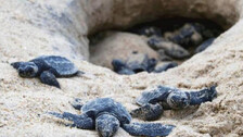 Riddle Of The Olive Ridley Sea Turtles In Odisha
