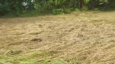 Farmer Suicide Because Of Crop Damage