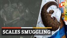 Pangolin Poaching In Odisha