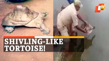 Tortoise, RareTortoise, Turtle, Rescued, Mayurbhanjh, Odisha