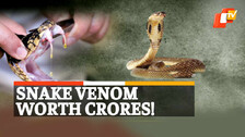 Snake Venom Racket, Snake Venom Smuggling, Smuggling Racket Busted