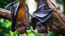 Wuhan Scientists Were Studying Laos Bat Viral Samples Before Pandemic: Report