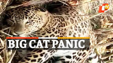 Leopard Rescued, Leopard Injured, Forest Department Officials