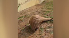 Pangolin Rescue