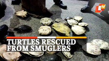 Turtles Rescued From Smuglers