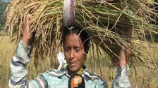 Farmer Harvesting Half-Ripen Crop