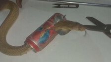 Bizarre! Snake With Head Stuck In Beer Can Rescued In Puri. 