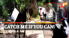 Goat Runs Away With File
