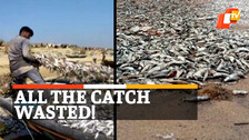Fish Wasted, Cyclone Jawad, Cyclone In Odisha