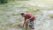 Cyclone Jawad Impact- Odisha Farmers Stare At Uncertainty Over Massive Crop Loss