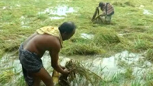 Cyclone Jawad Impact