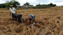 Cyclone Jawad Impact: Unseasonal Rain Sinks Hopes Of Farmers In Many Parts Of Odisha