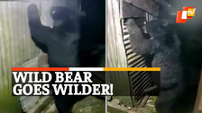 Wild Bear Rescued, Forest Department