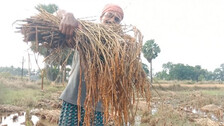 Cyclone ‘Jawad’, Unseasonal Rain: Double Whammy For Farmers In Odisha